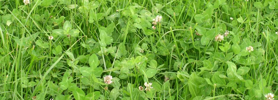 Institute for forage crops