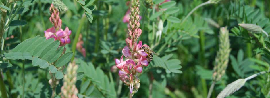 Institute for forage crops