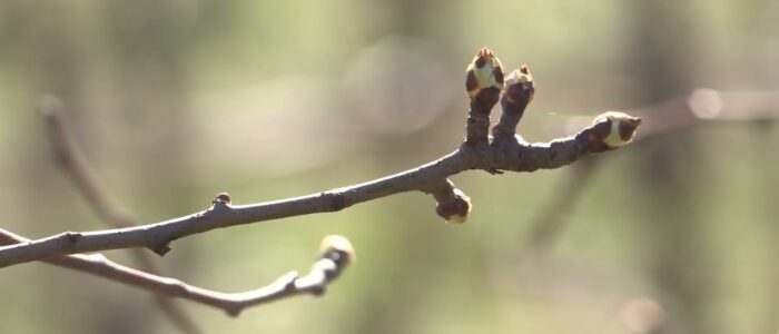 Zatravljivanje voćnjaka i vinograda